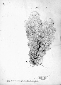 Baeomyces rangiferinus image